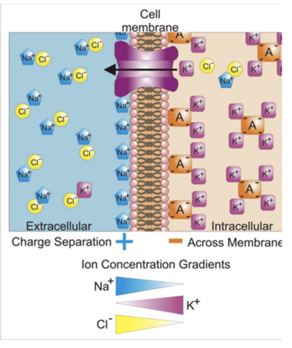 <p>regulating physiological function of nerves and muscle </p>