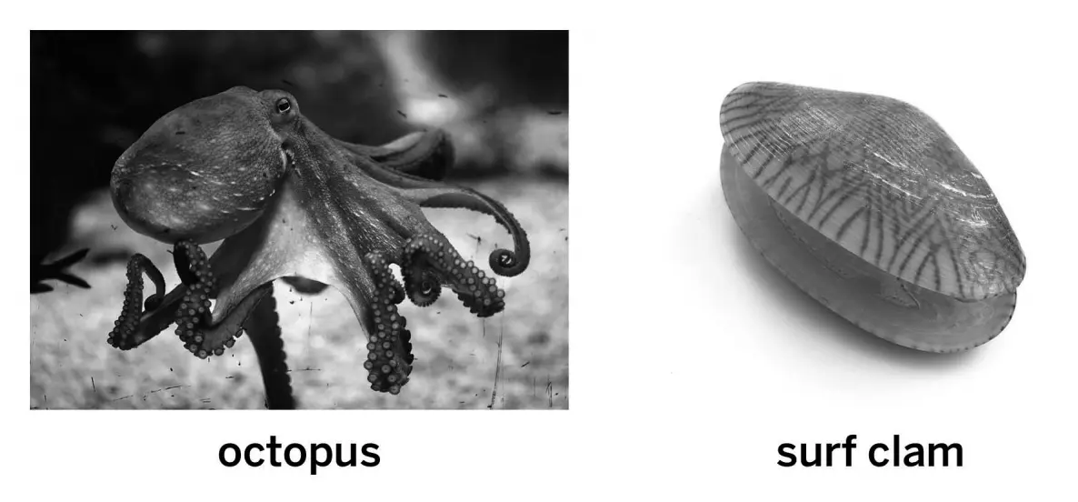 <p>The octopus and surf clam both inherited the mantle structure from a shared ancestor population.</p>