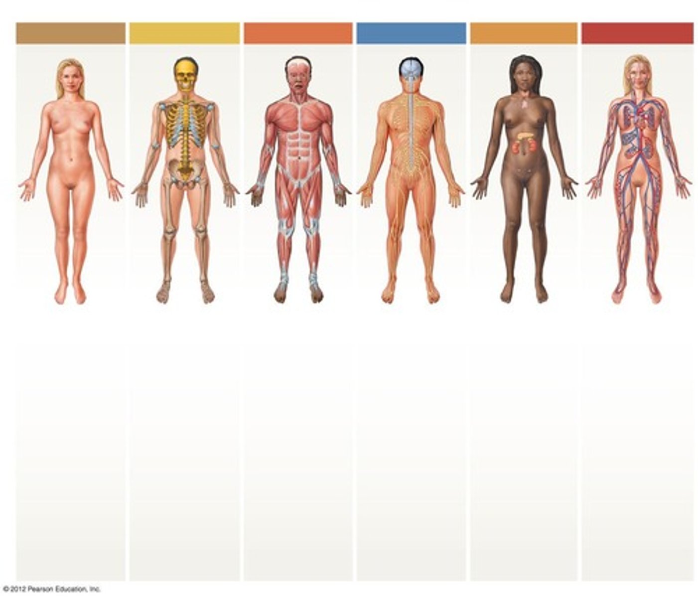 <p>Brain, spinal cord, peripheral nerves, sense organs.</p>