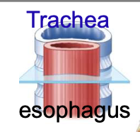 <p>anterior + extends from larynx to the main bronchi </p>