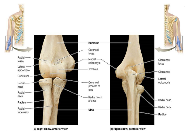 <ul><li><p>Radius – narrow proximally; progressively enlarges distally </p></li><li><p>Proximal epiphysis (radial head) – round and flattened structure; articulates with capitulum of humerus at elbow joint and ulna at proximal radioulnar joint</p></li><li><p>Radial neck – distal to head, ends at radial tuberosity; on medial aspect of radius; attachment site for biceps brachii muscle</p></li><li><p>Ulna – widest at proximal epiphysis; progressively narrows as it travels distally</p></li></ul><p></p>