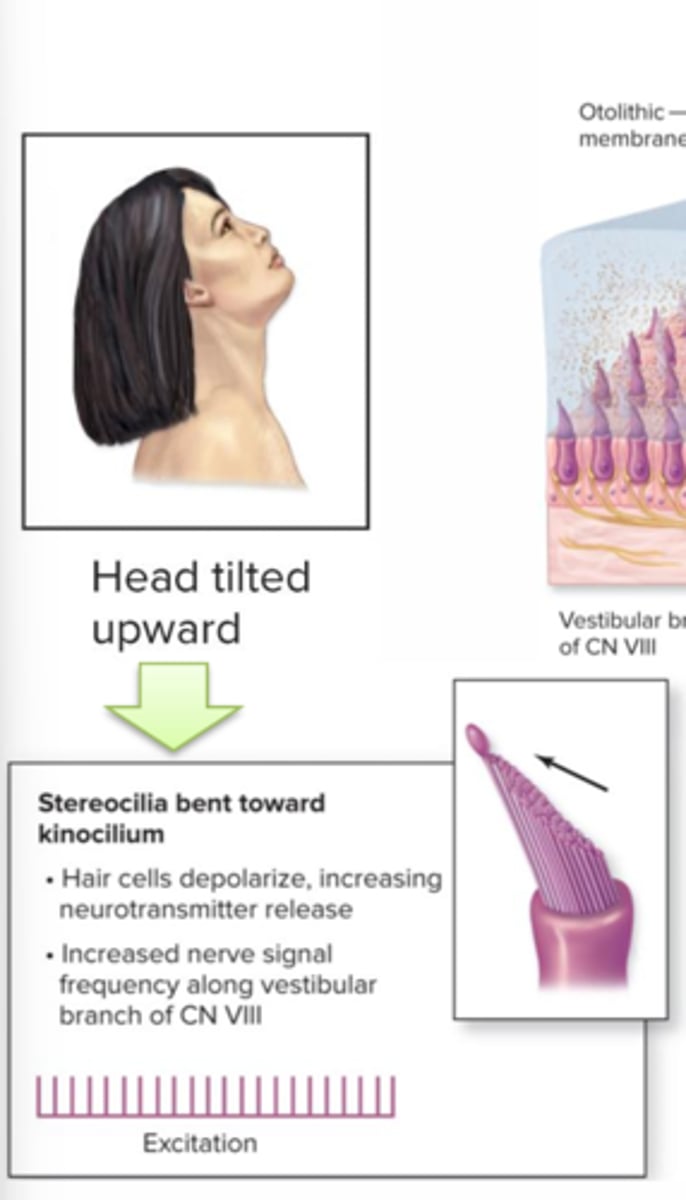 <p>Stereocilia bent toward kinocilium</p><p>-hair cells depolarize, increasing neurotransmitter release</p><p>-increased nerve singal frequency along vestibular branch of CN VII</p><p>-excitation</p>