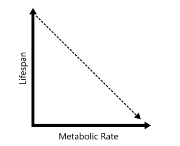 <p>Attributes variation in life span to varying metabolic rates per gram of metabolizing tissue across species.</p><p>Different species live longer or shorter lives because their cells “burn energy” at different speeds for each gram of tissue.</p><p class="my-2 [&amp;+p]:mt-4 [&amp;_strong:has(+br)]:inline-block [&amp;_strong:has(+br)]:pb-2">Put another way: if each gram of an animal’s body uses energy very quickly (high metabolic rate), that species tends to have a shorter lifespan; if each gram uses energy more slowly (low metabolic rate), that species tends to live longer.</p><p class="my-2 [&amp;+p]:mt-4 [&amp;_strong:has(+br)]:inline-block [&amp;_strong:has(+br)]:pb-2">Ex: bigger dogs live shorter lives. Smaller dogs live longer lives.</p>