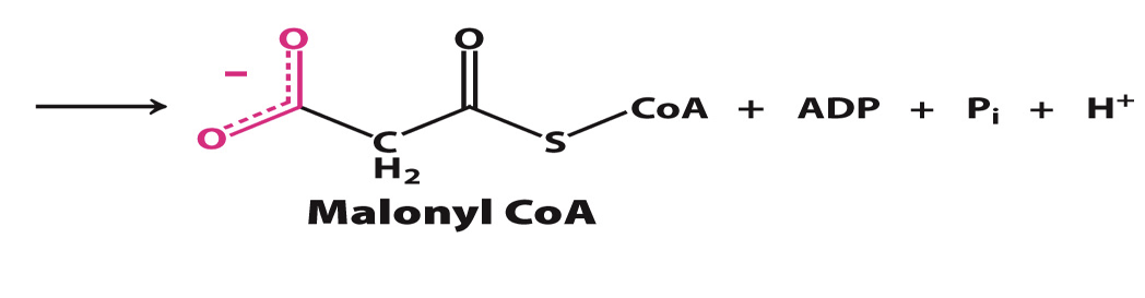 <p>The enzyme that catalyzes the <strong>committed step</strong> in fatty acid synthesis, converting acetyl CoA to malonyl CoA.</p><p>Requires ATP hydrolysis to proceed</p>