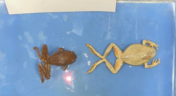 <p>Treefrog</p><p>large toe pads</p><p>canyon treefrog has rough bumpy skin and no eye stripe</p><p>wright’s mountain has smooth skin and eye stripe beyond shoulder</p>