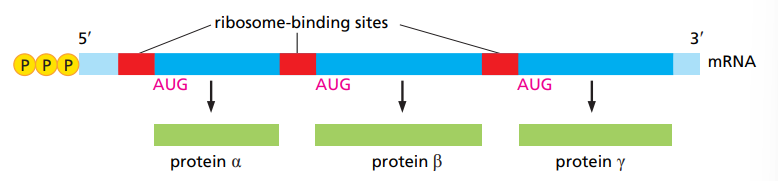 <p>They are often polycistronic, meaning they contain multiple genes that produce different proteins.</p>