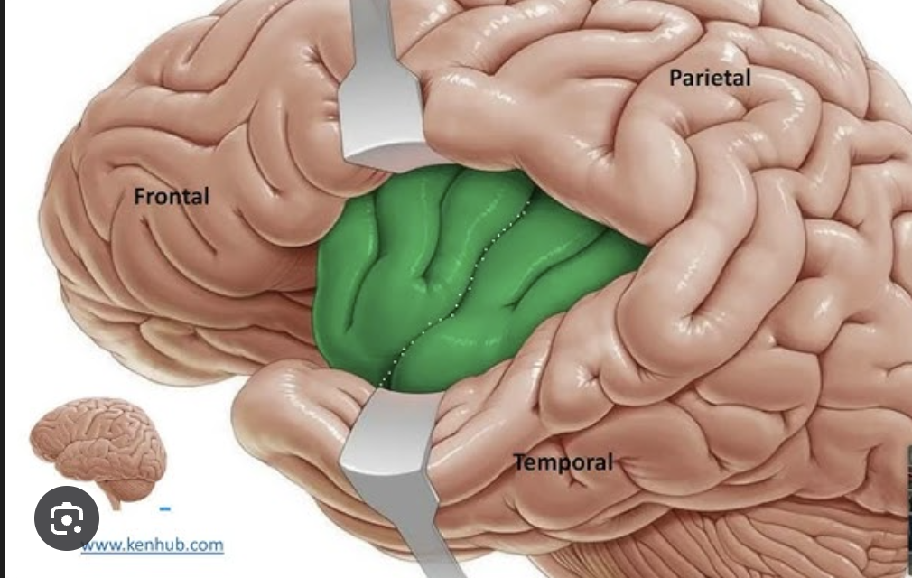 <p>What structure of the brain is this?</p>