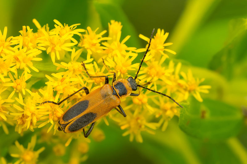 <p>Coleoptera</p><p>soldier beetles</p>