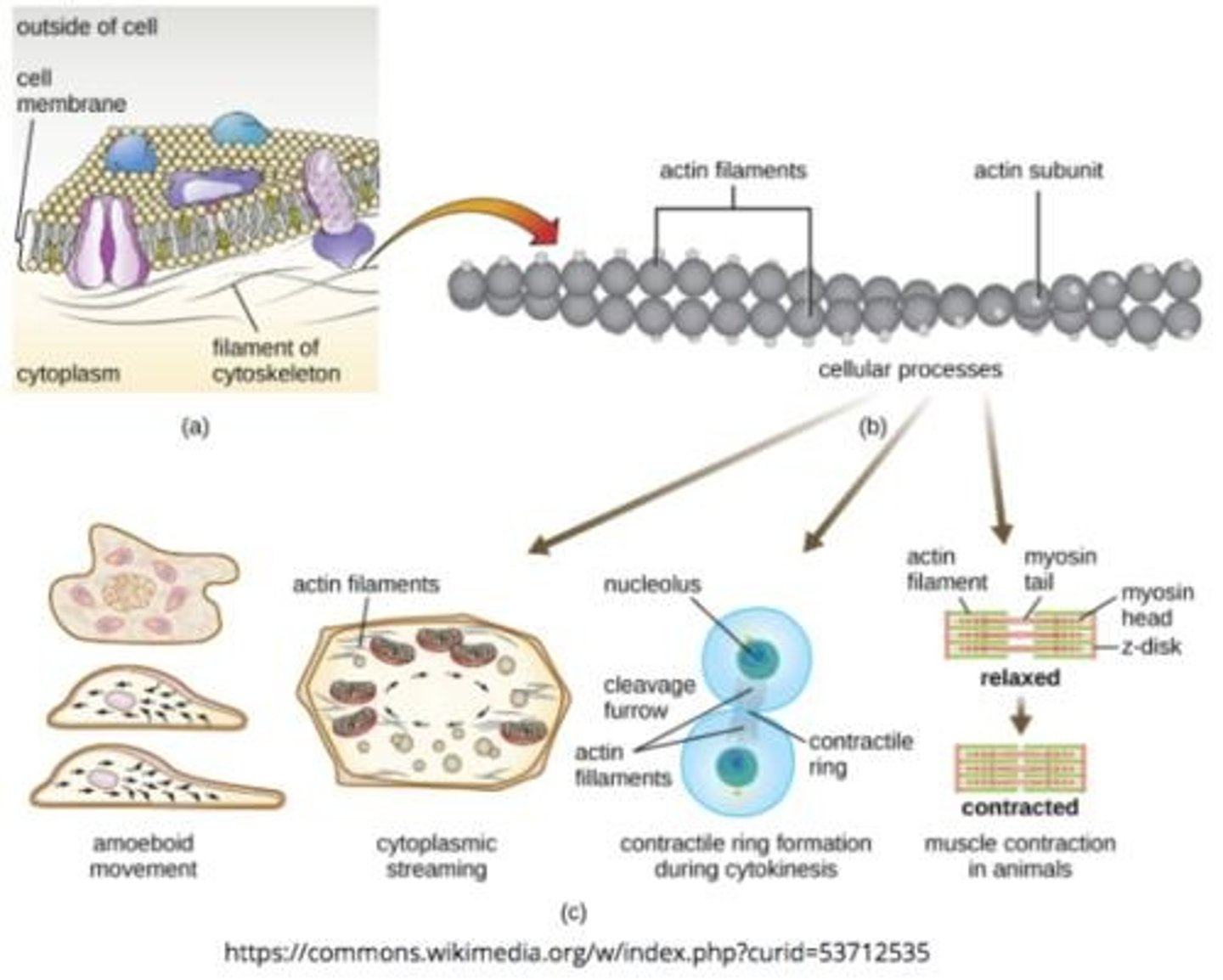 <p>Amoeboid movement; cyclosis; cleavage furrow formation; muscle contraction.</p>