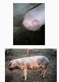 <p>Ringworm in <span style="color: rgb(230, 155, 255)">pigs</span></p>