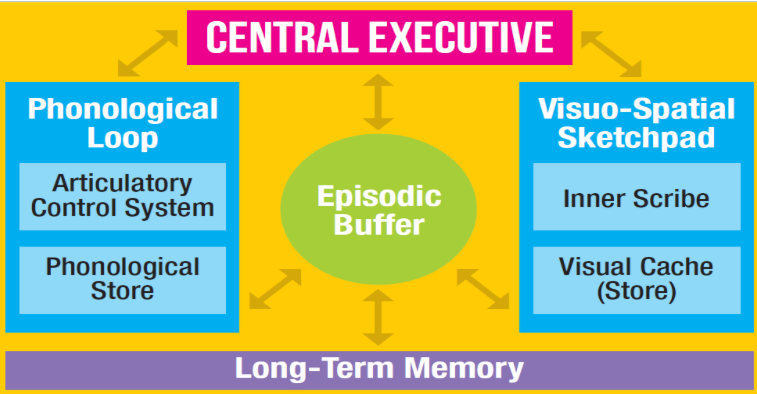 <p>baddeley and hitch - representation of stm suggesting stm is a dynamic processor of diff types of info using subunits coordinated by a central decision making system</p>