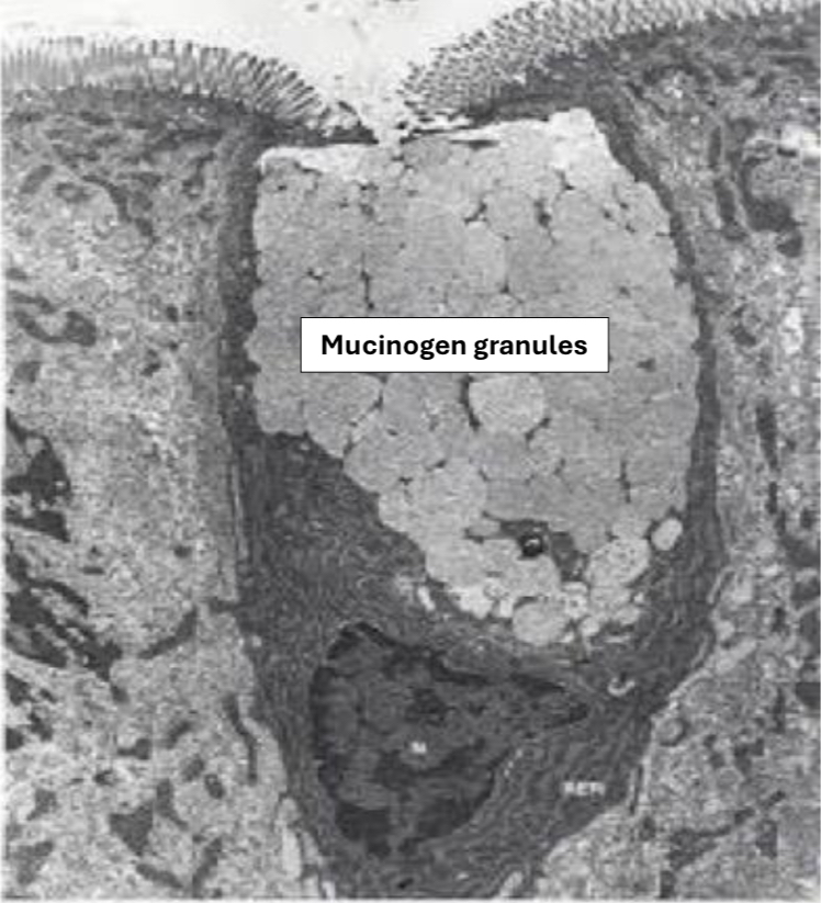 <p>Identification</p>