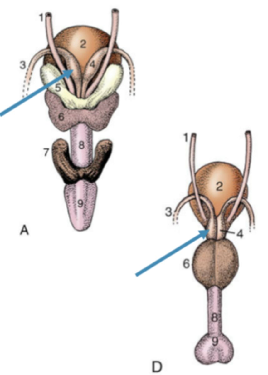 <p>-enlarged portion of deferent duct (wall of duct enlarged with glandular tissue, not the lumen that is enlarged)</p><p>-near terminal end of deferent duct, usually sitting near or top of bladder</p><p>-share duct with vesicular gland--> both secrete into deferent duct</p><p>- not in boars or tom cars</p>