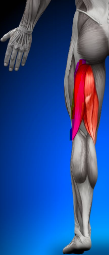 <p>Biceps Femoris</p>