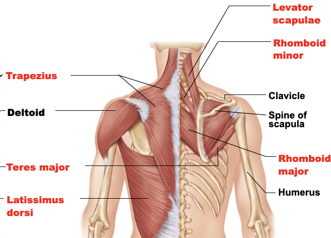 <p>rhomboid minor</p>