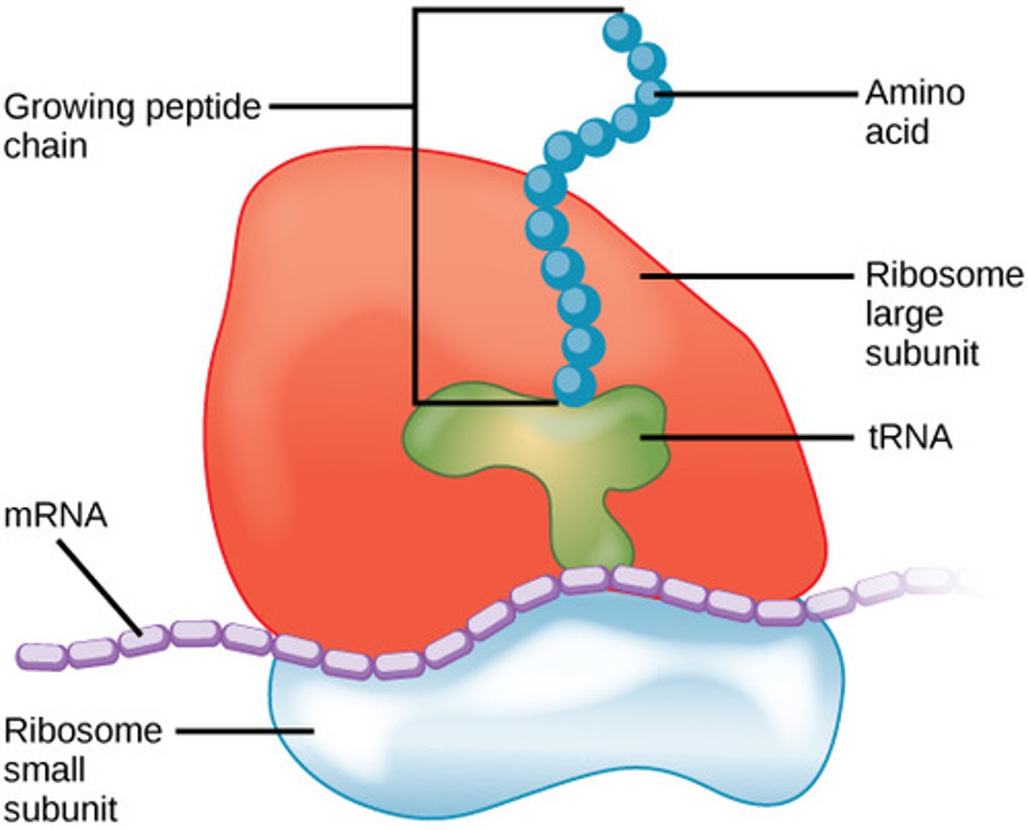 <p>ribosomes</p><p>(Note: Once ribosomal</p><p>subunits form, they are</p><p>exported to the</p><p>cytoplasm for final</p><p>assembly into a</p><p>complete ribosome)</p>