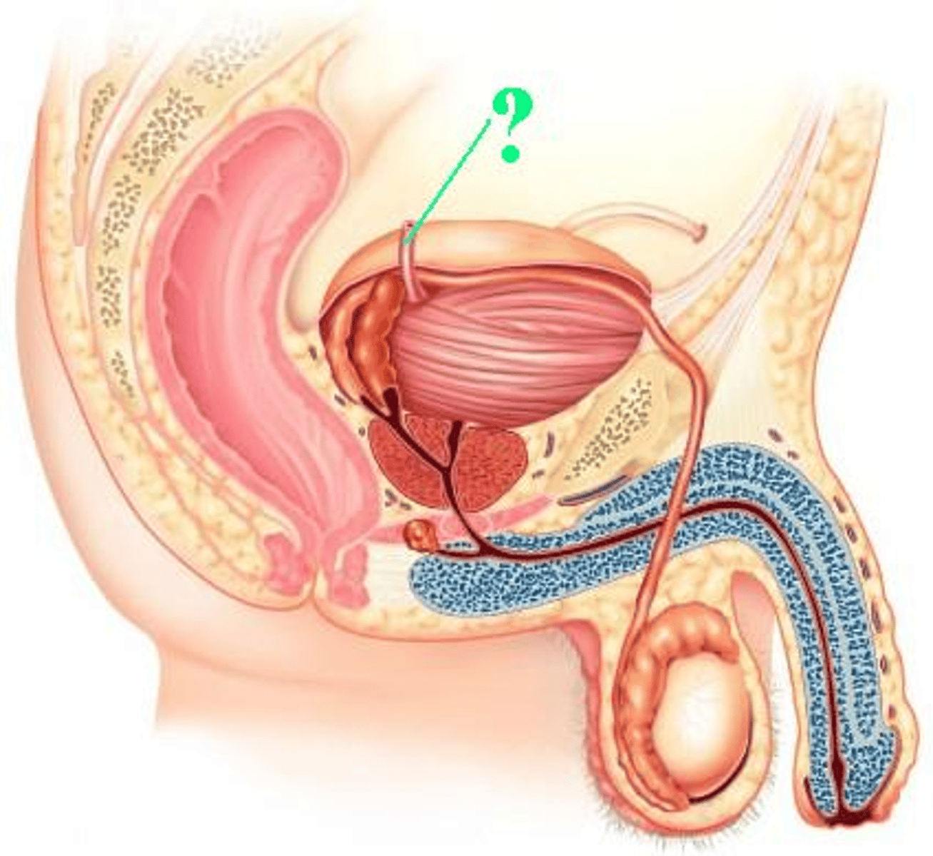 <p>Identify the indicated structure.</p>