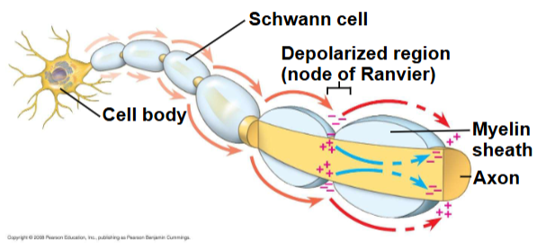 <p>Nodes of Ranvier</p>
