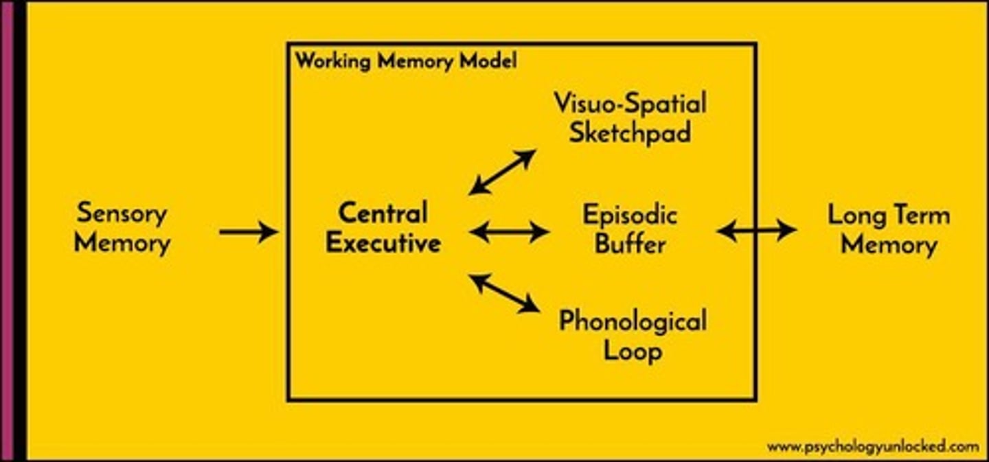 <p>Active processing system for temporary information.</p>
