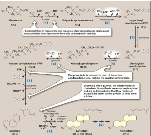 <p>What type of synthesis is shown</p><p></p>