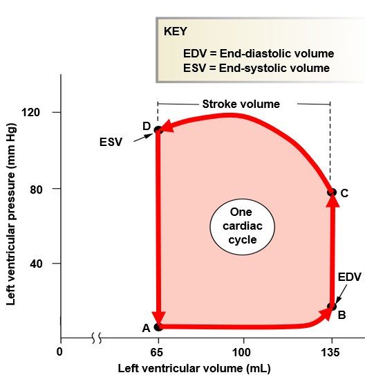 <p><strong>A→B</strong>: blood comes back to heart, left atria contract</p><p><strong>B</strong>: end diastolic volume (<strong>EDV</strong>) - end of heart relaxation</p><p><strong>B→C</strong>: contraction, no valves open</p><p><strong>C→D</strong>: valves open, volume decrease as blood goes out</p><p><strong>D</strong>: end systolic volume (<strong>ESV</strong>) - aortic valve closes, 2nd sound</p><p><strong>D→A</strong>: ventricle relaxes</p>