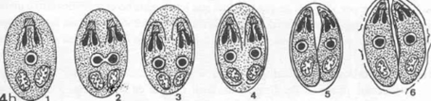 <p>what type of reproduction is this?</p>