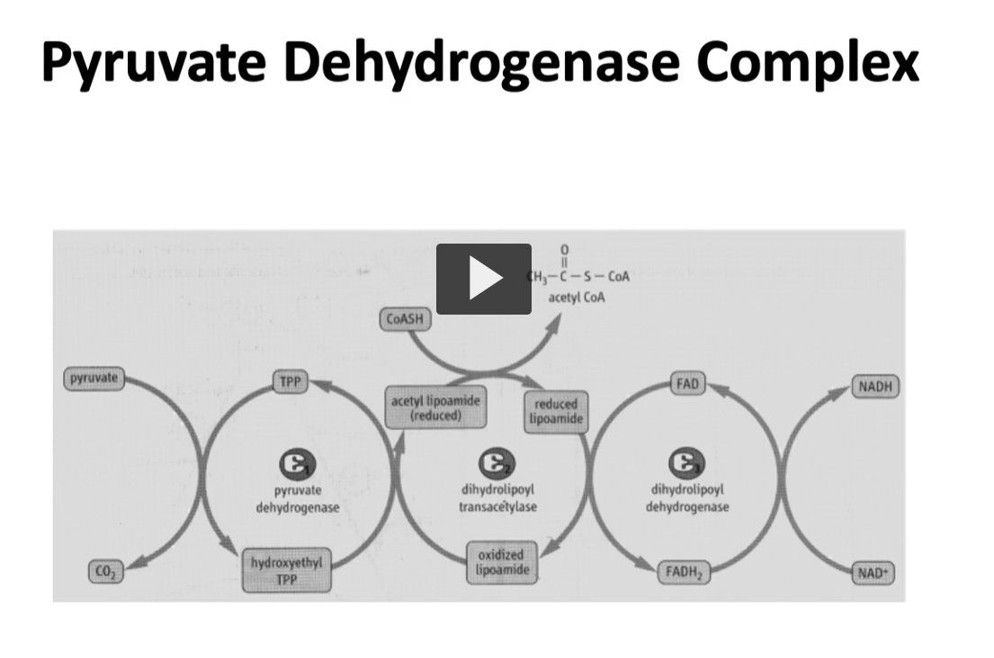 <p>again, this is another illustration of pyruvate dehydrogenase complex shows how pyruvate enters on the left and the net product is acetyl-CoA on the top and NADH per pyruvate molecule that it is oxidized, and you can see the NADH on the right side. </p>