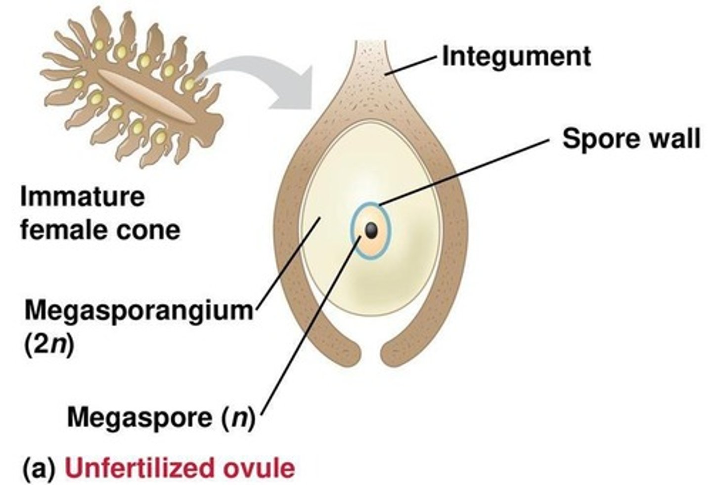 <p>Cone containing megasporangia that produce eggs.</p>