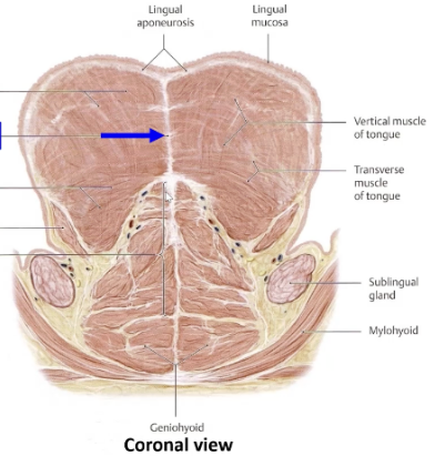<p>continuation of lingual aponeurosis through center of tongue</p>
