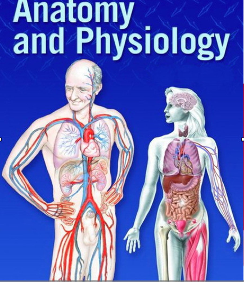 <p>studies the function of the body parts</p>