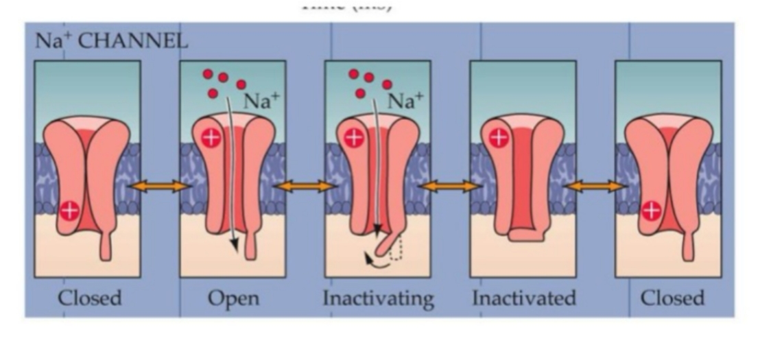 <ol><li><p>Aperti</p></li><li><p>Inactivated: pochi ms dopo l’apertura, l’inactivator-gate si mette in mezzo al canale e lo blocca. Canale é bloccato anche se la membrana é ancora depolarizzata!</p></li><li><p>Chiusi: quando la membrana si repolarizza </p></li></ol><p></p>