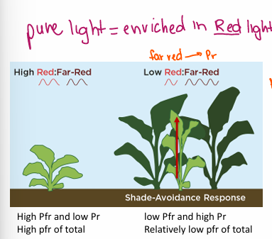 <p>monitoring the Pfr/total</p><p>red light is absorbed by leaves of canopy/ shade is enriched in far-red light </p><p> if “sun” plant is in shade, absorbs more far-red light than red light • converts more phytochrome to Pr form </p><p>Being in the shade changes Pfr:Ptotal ratio (decreases it) and stem begins to elongate</p>