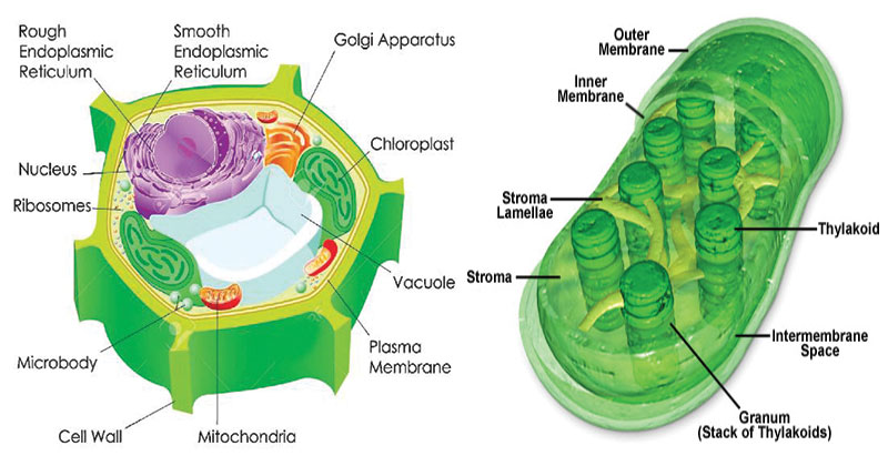 green discs that absorb light to make food by photosynthesis (plant)