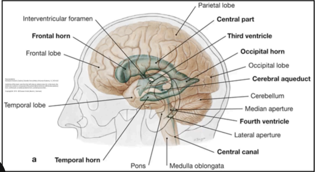 <p>Ventricles</p>