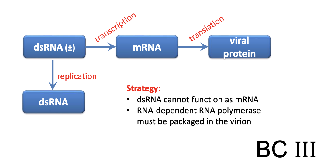 <p>Explain <u>Rotavirus as dsRNA virus (Class III)</u></p>