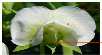 <p>Determine the type of irregular flower and its name</p>