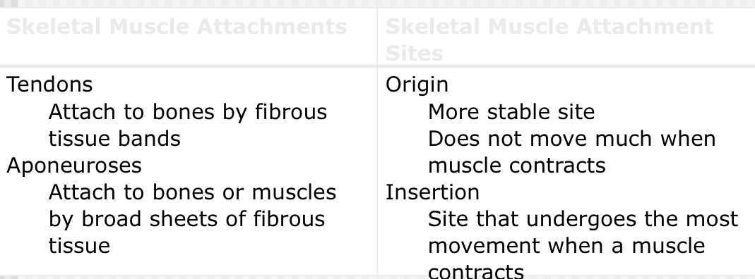 <ul><li><p><span>Voluntary striated muscle</span></p></li><li><p><span>Well-defined group of cells surrounded by fibrous connective sheath = epimysium</span></p></li></ul><p></p>