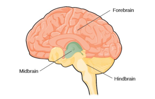 <p>Forebrain</p>