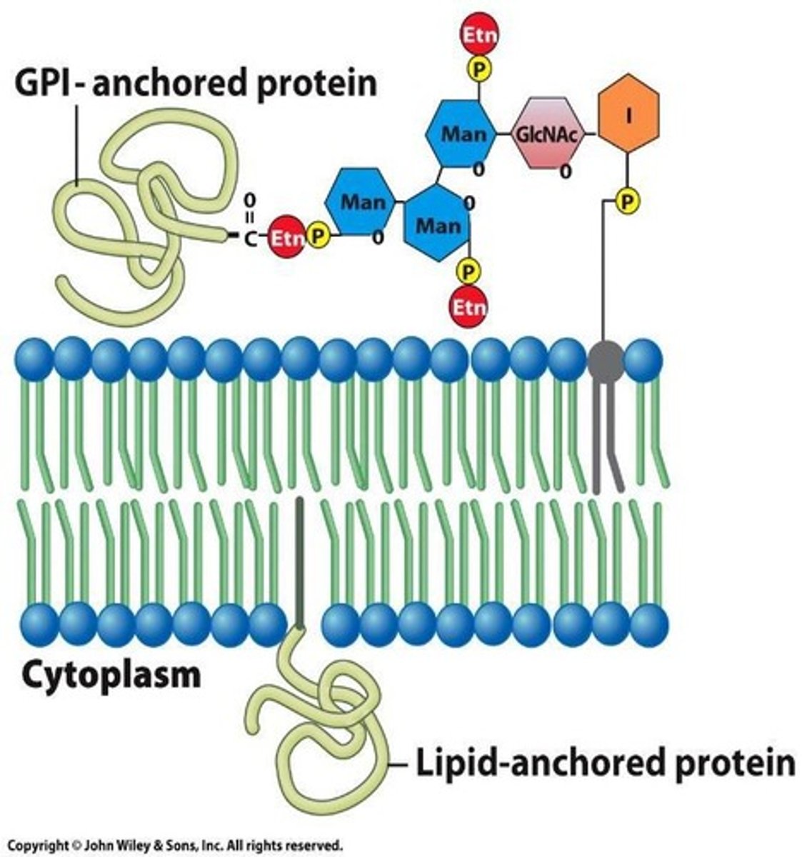 <p>Located outside the lipid bilayer, on either the extracellular or cytoplasmic surface, it is covalently linked to lipids outside the bilayer.</p>