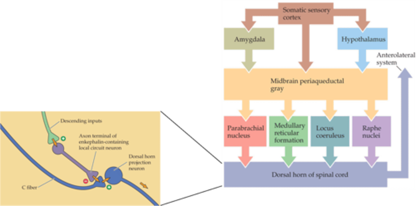 <p>Stimulation of the ________________ ______ activates brainstem nuclei that modulate the activity of the dorsal horn neurones</p>
