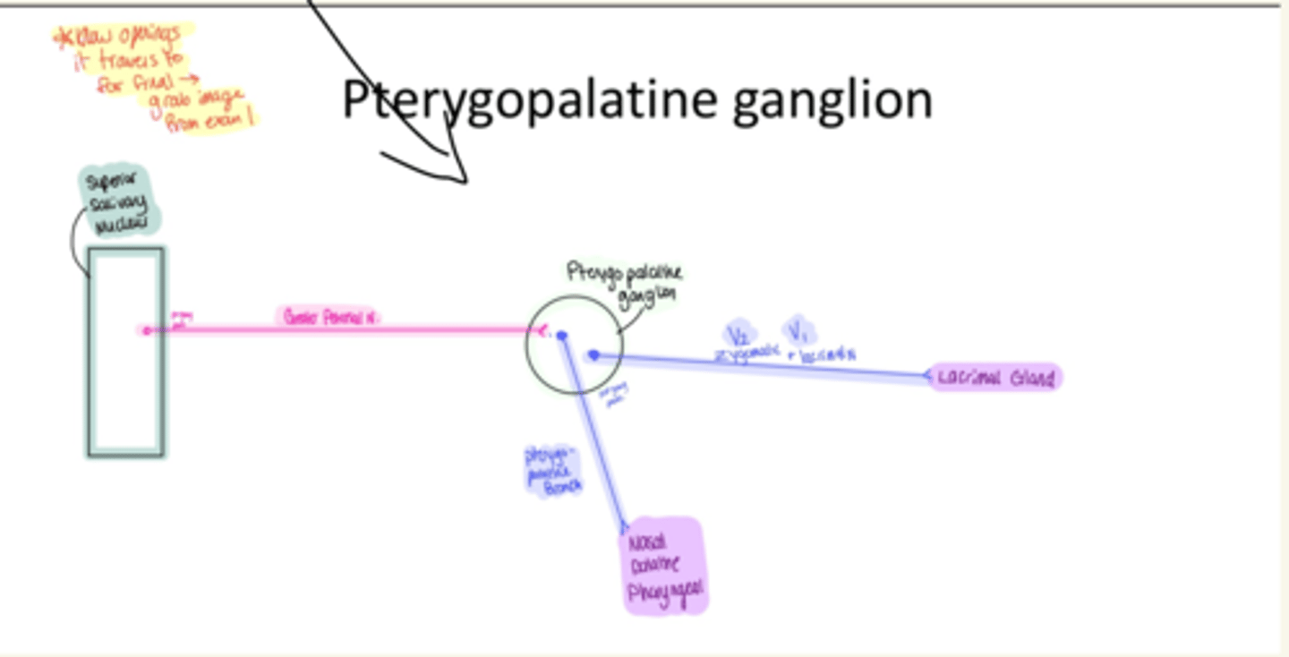 <p>Greater Petrosal N (of CN7)</p>