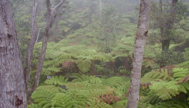 <p>The ‘fern spike’</p>