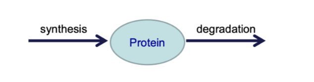 <p>protein turnover </p><ul><li><p>Need to maintain the correct number of each type of protein in the cell.</p></li></ul><p></p>
