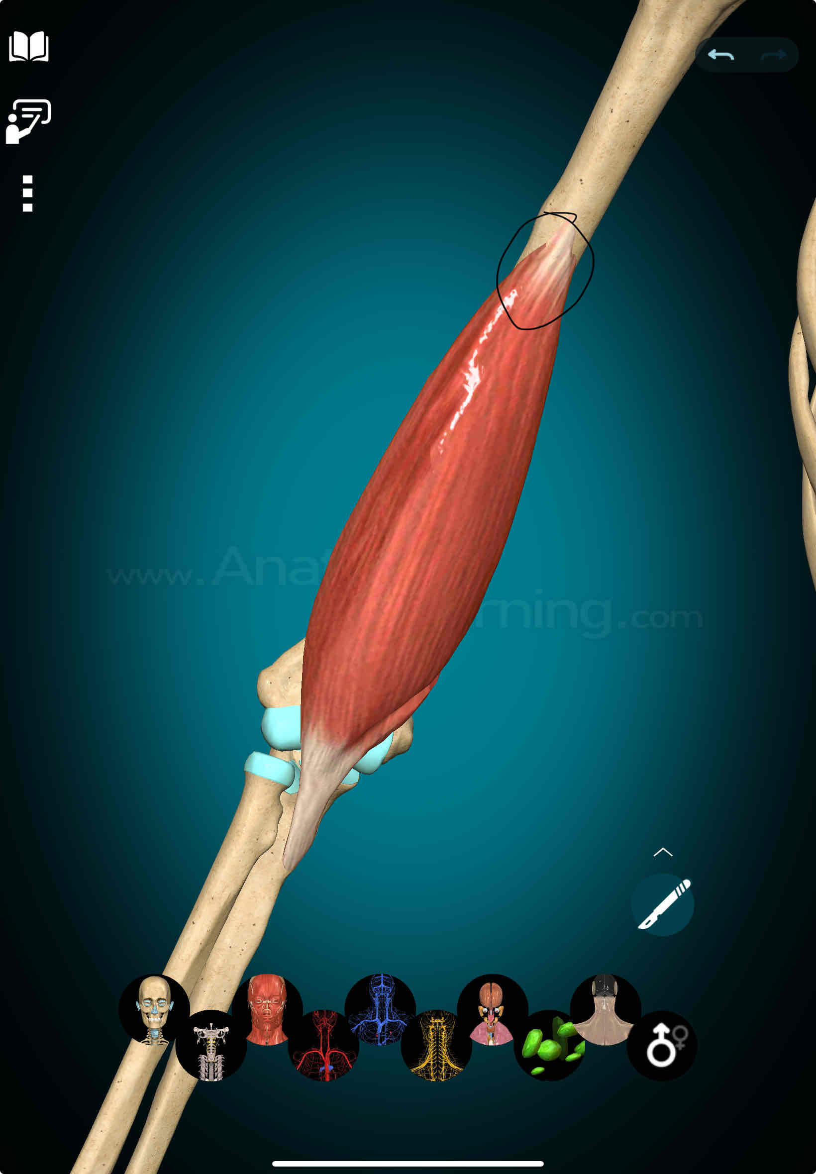 <p>Brachialis Origin</p>