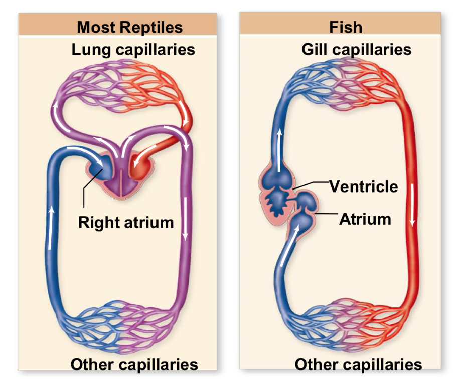 <p>What are 2 characteristics modern reptiles developed and hw are they important in terms of evolution </p>