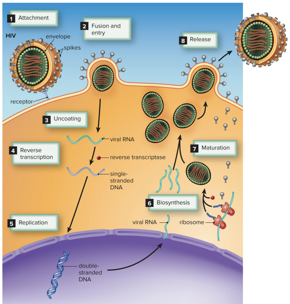 <p>•Use reverse transcriptase to turn RNA into DNA before biosynthesis (HIV)</p>