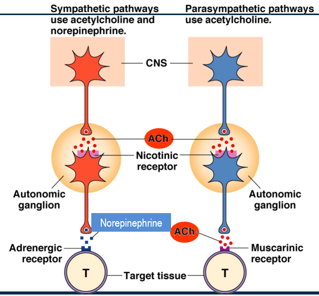 <p>shorter pre-ganglionic neuron in sympathetic</p>