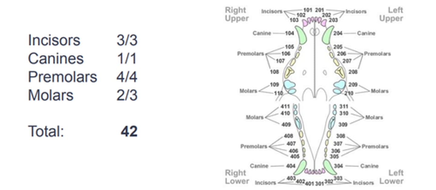 knowt flashcard image