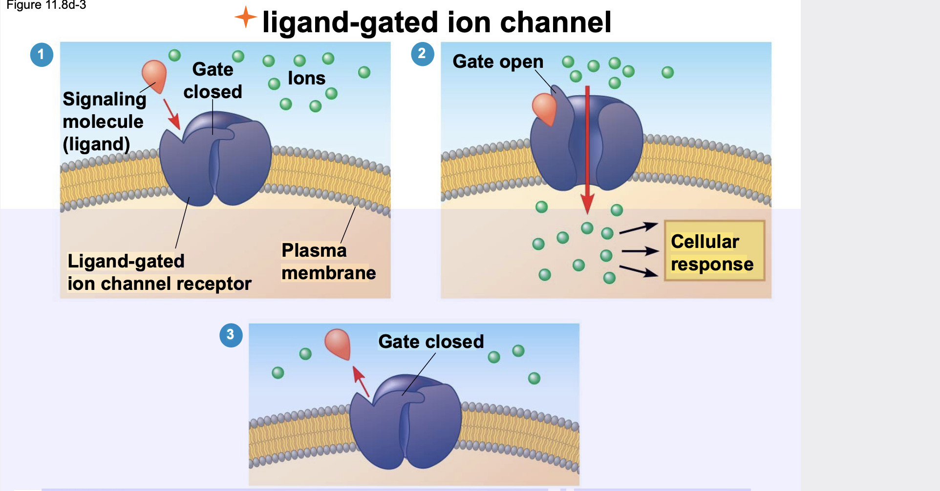 A the molecule that is bound by a receptor is called its ligand. \n .A ligand-gated ion channel is a transmembrane protein that allows ions to pass through when it binds a signaling molecule (ligand). \n .When a a ligand-gated ion channel binds its ligand it opens like a gate to allow specific ions (such as Na+ or Ca2+) to pass across the membrane through a channel in the receptor \n .These ions then trigger a response in the cell


1. Ligand binding causes the ion channel to open
2. Ions enter thecell and trigger a cellular response. 
3.  The channel closes when theligand is no longer bound.