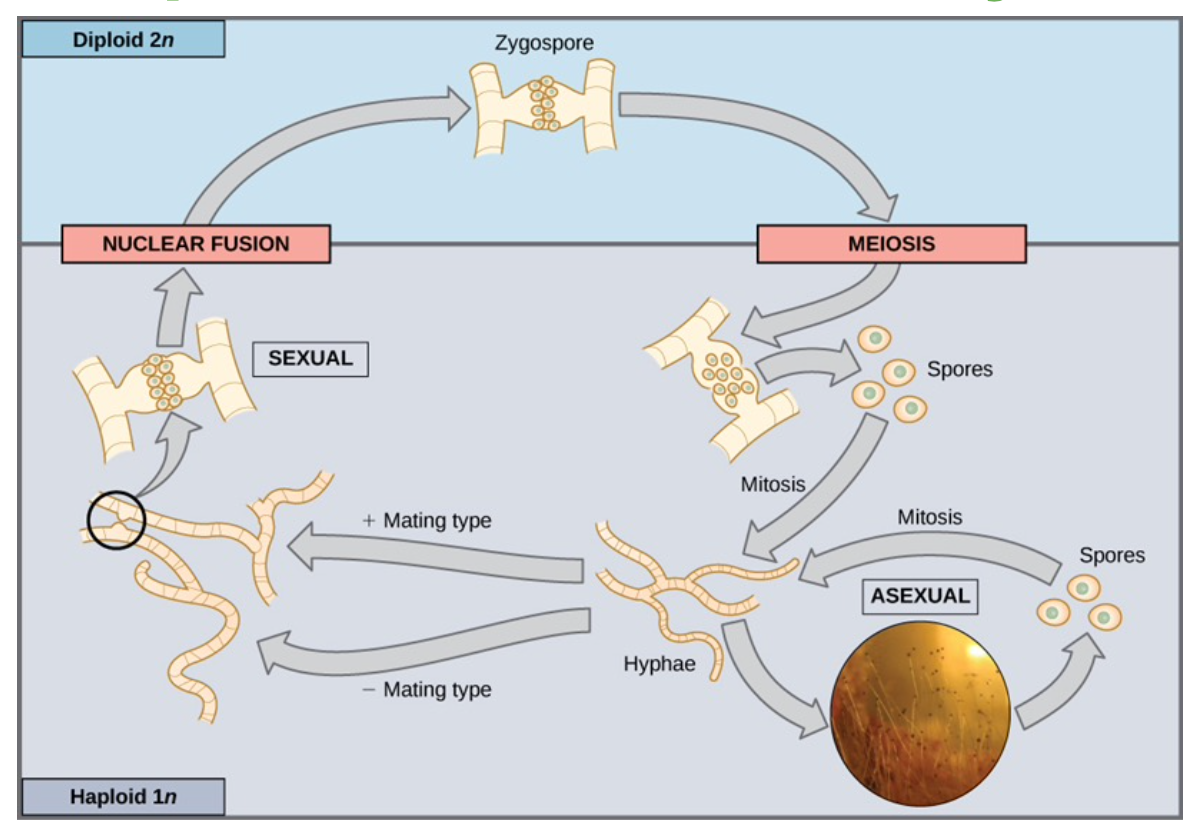 <ul><li><p>Some fungi and algae function predominantly as haploid organisms.</p></li></ul><ol><li><p><strong>Haploid Stage is Dominant:</strong></p></li></ol><ul><li><p>The “body” of the organism is <strong>haploid</strong> (1n).</p></li><li><p>It grows and divides by <strong>mitosis</strong> to form a multicellular haploid organism.</p></li></ul><ol start="2"><li><p><strong>Two Haploid Cells Fuse to Form a Diploid Zygote:</strong></p></li></ol><ul><li><p>During sexual reproduction, two haploid cells of <strong>opposite mating types</strong> (+ and –) join to form a <strong>diploid zygote (2n) </strong>which immediately undergoes meiosis to form 4 haploid spores</p></li></ul><p>3. <strong>Diploid Zygote Quickly Undergoes Meiosis:</strong></p><ul><li><p>The zygote divides by <strong>meiosis</strong>, producing <strong>haploid spores</strong>.</p></li><li><p>These spores grow into new multicellular haploid organisms, completing the cycle</p></li></ul><p>4. <strong>Genetic Variety Comes from Meiosis:</strong></p><ul><li><p>Although the spores are haploid, they contain a <strong>new genetic mix</strong> from both parents.</p></li></ul><p></p>